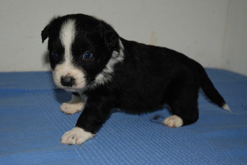 Australian Shepherd
